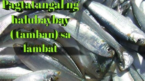 halubaybay fish